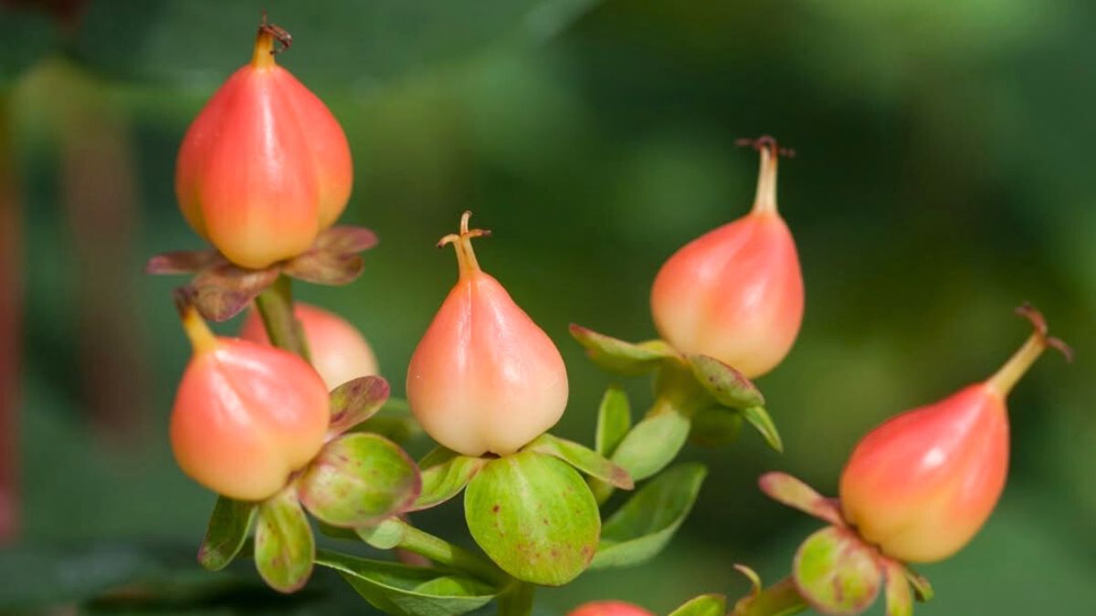 Hypericum Magical Pumpkin @by firsteditionsshrubstrees.